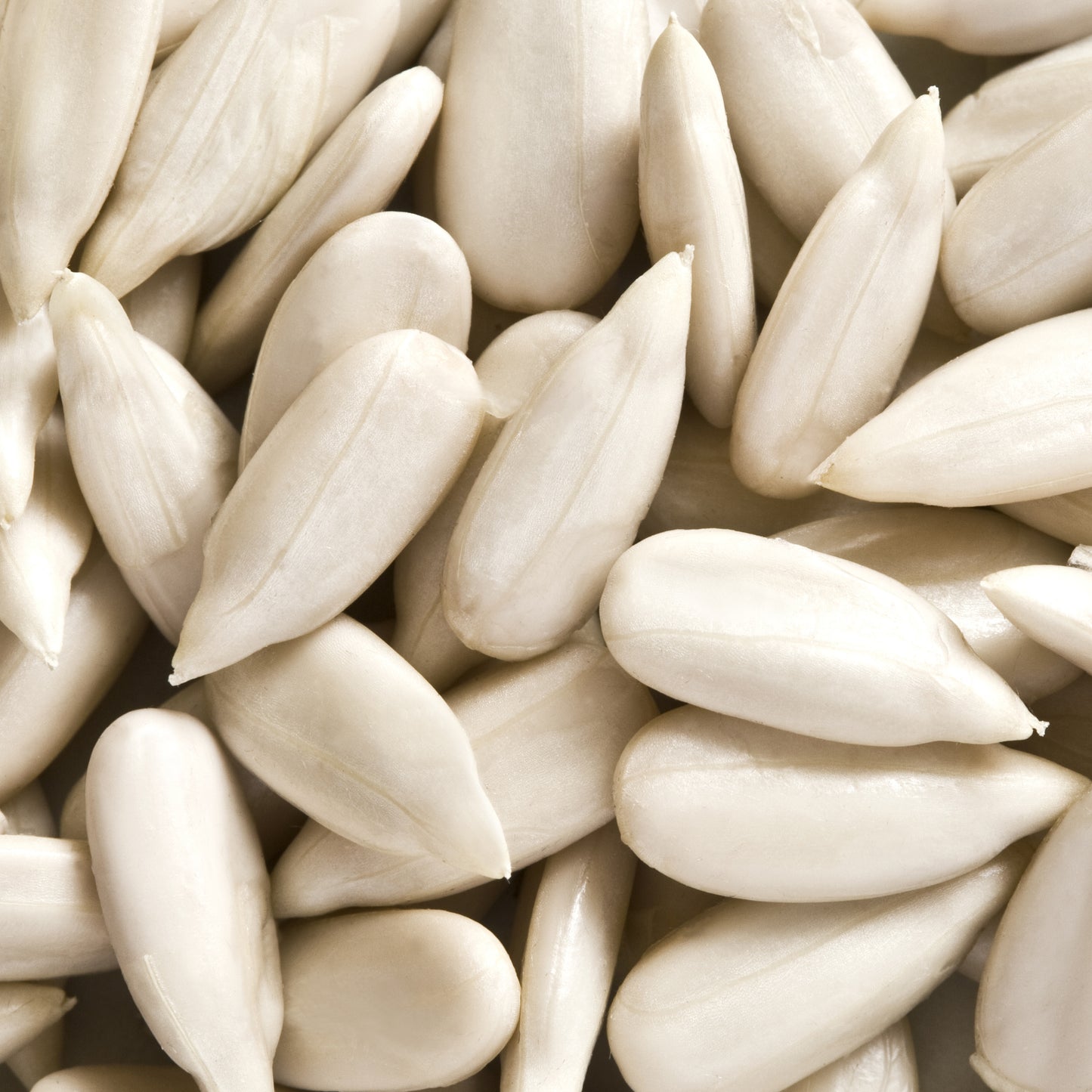 Carnival Classic Sunflower Seeds 100g